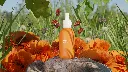 Calendula - Meadow Scene - Serum.webp